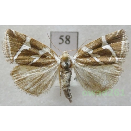 Deltote bankiana (Fabricius, 1775) Czech58